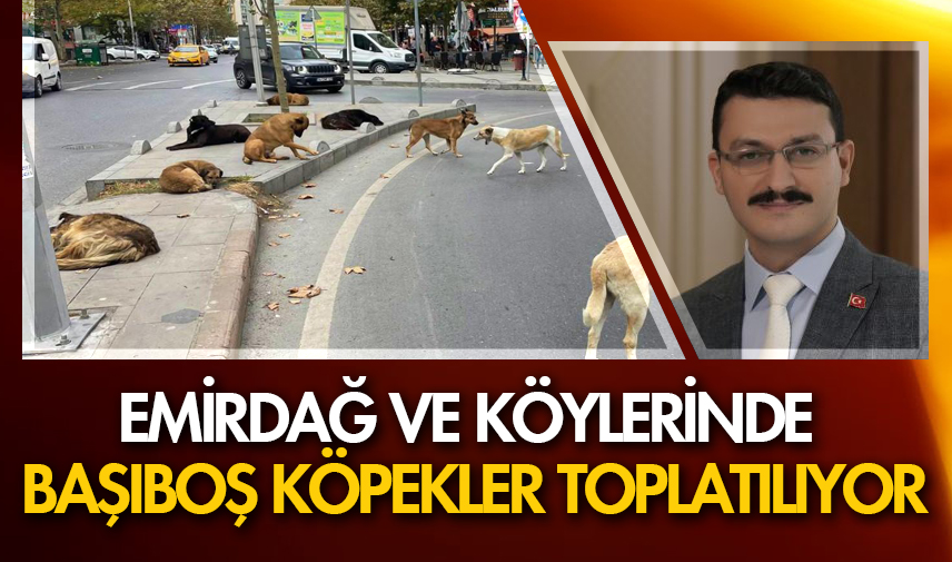 Emirdağ ve köylerinde başıboş köpekler toplatılıyor